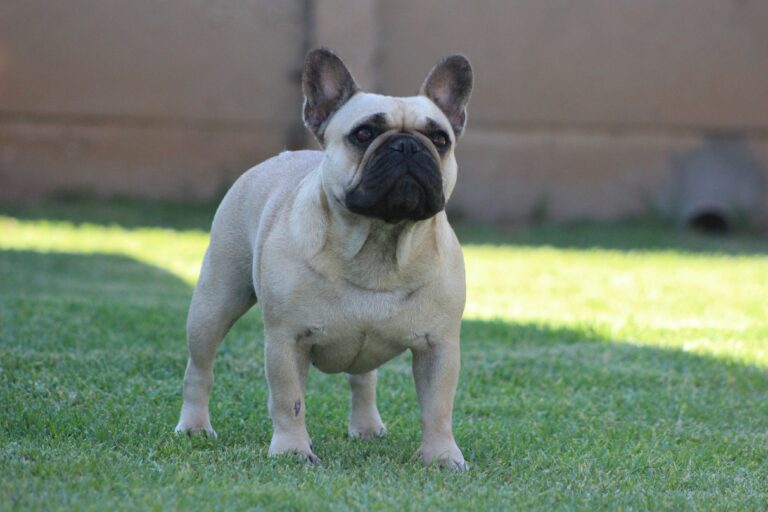 Dreska French Bulldog 1