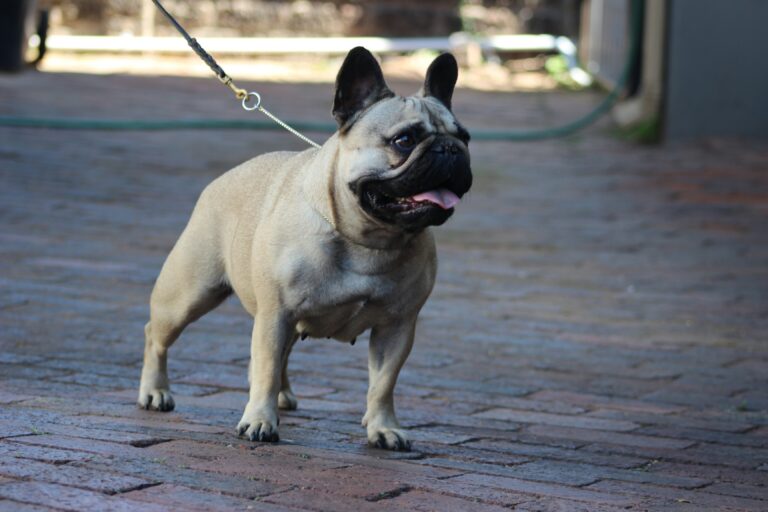 Dreska French Bulldog 2