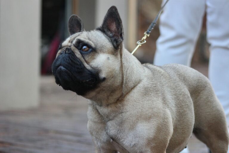 Dreska French Bulldog 3