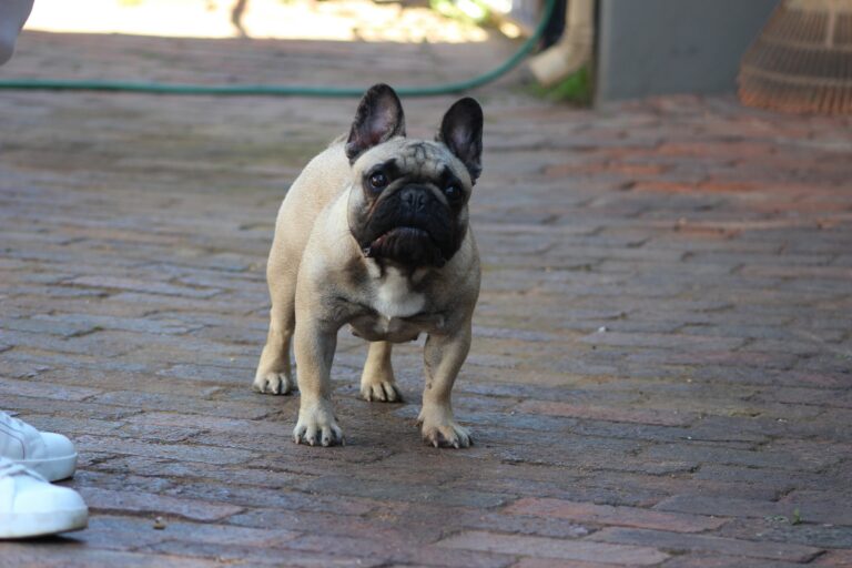 Dreska French Bulldog 4
