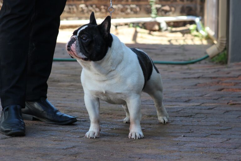 Dreska French Bulldog 5