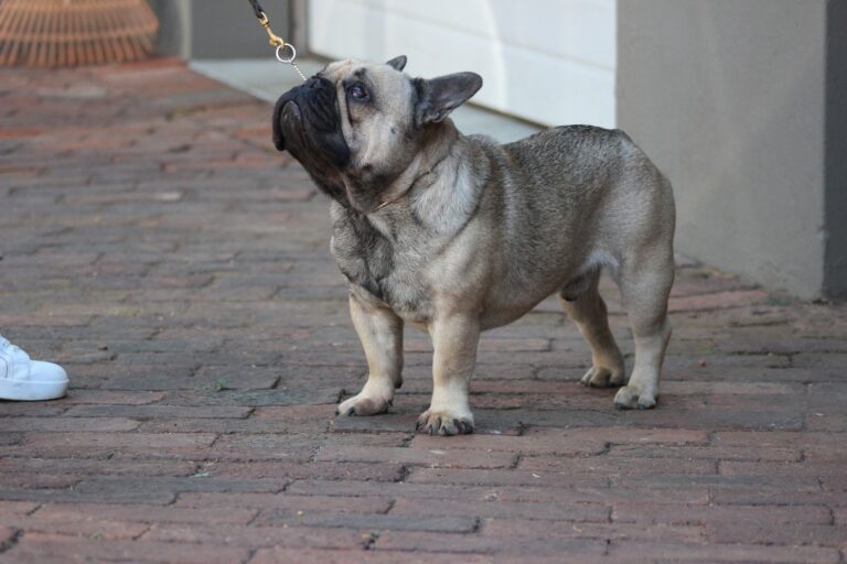 Dreska French Bulldog 6