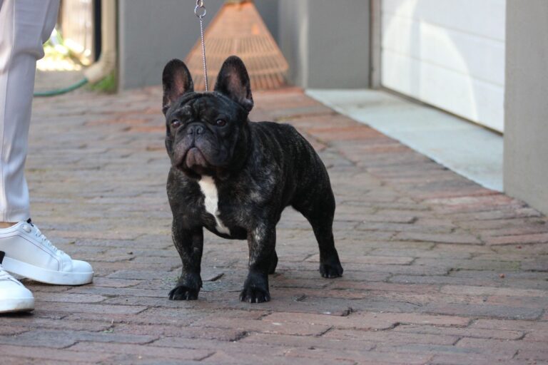 Dreska French Bulldog 7