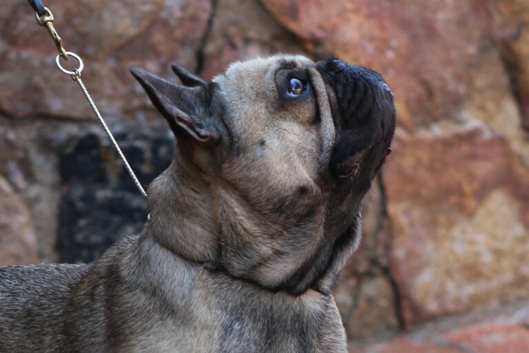 Dreska French Bulldog 8