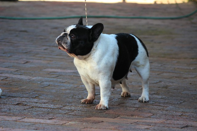 FREDKA-FABULOUS-MILKA-aka-MILKA