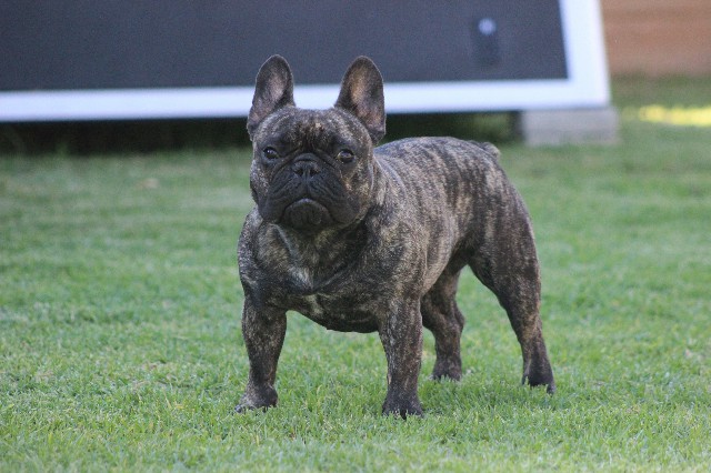 FREDKA-IMORTAL-IMPACT-aka-MIRA