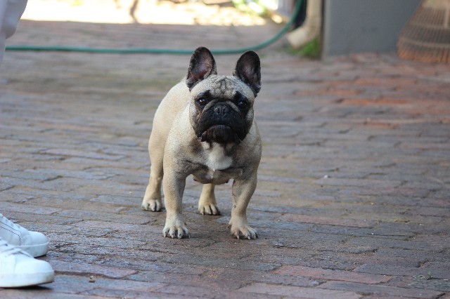 FUN-FRENCH-KINGDOM-LOLLA-aka-LOLLA