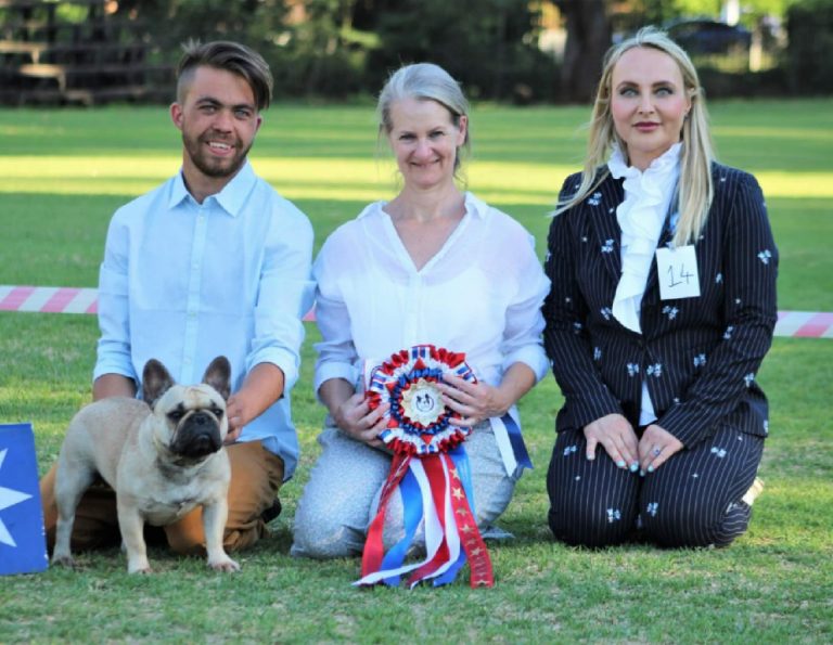 Fredka French Bulldog adult (1)