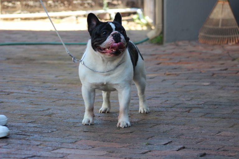 Fredka French Bulldog adult (11)