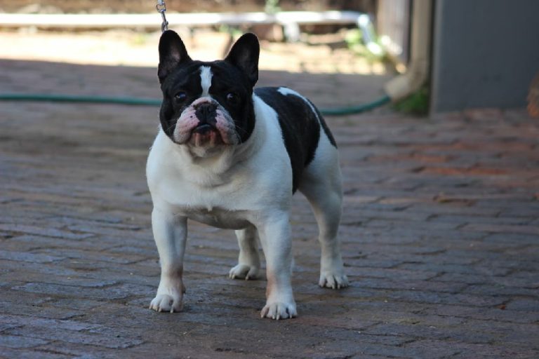 Fredka French Bulldog adult (12)