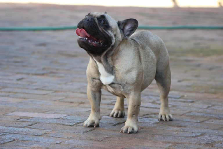 Fredka French Bulldog adult (13)