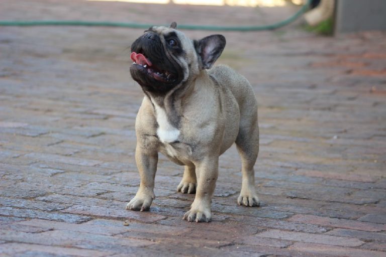 Fredka French Bulldog adult (14)
