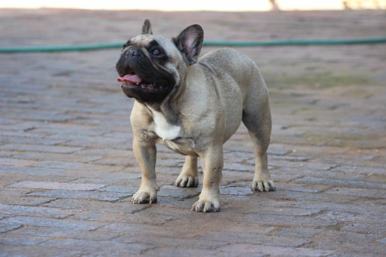 Fredka French Bulldog adult (15)