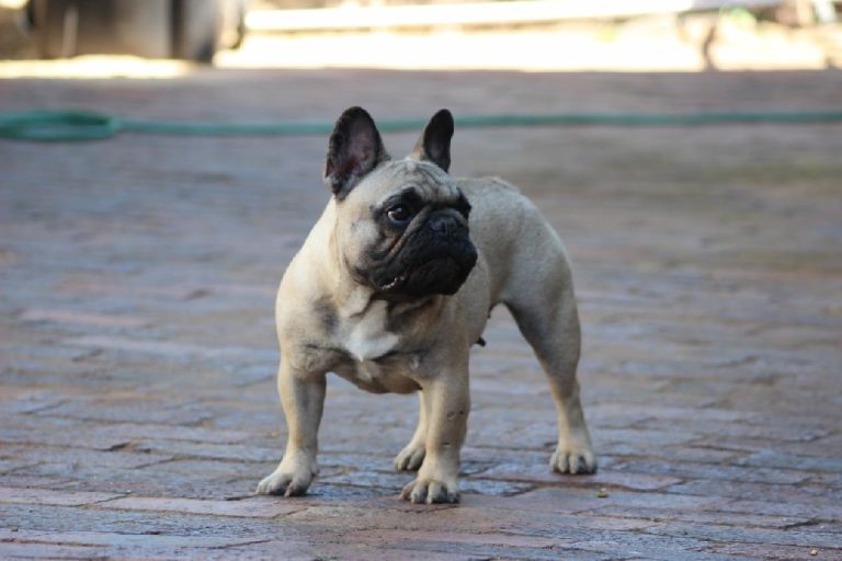 Fredka French Bulldog adult (16)