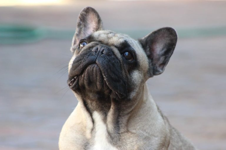 Fredka French Bulldog adult (17)