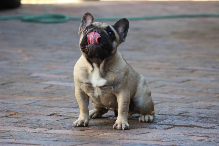 Fredka French Bulldog adult (18)
