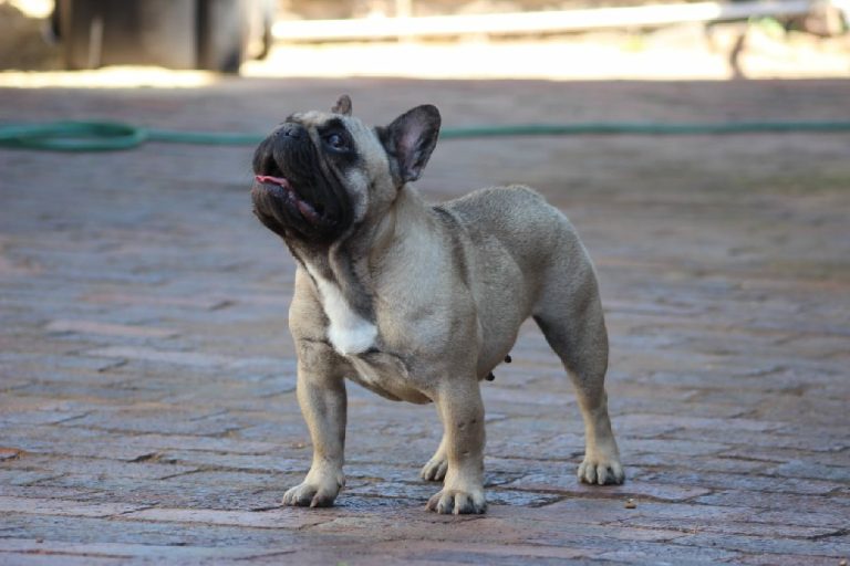 Fredka French Bulldog adult (19)