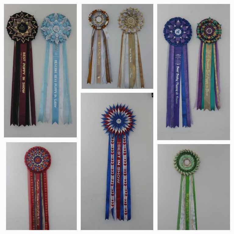 Fredka French Bulldog adult (2)