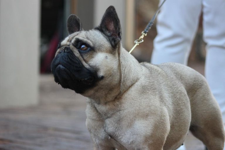 Fredka French Bulldog adult (20)