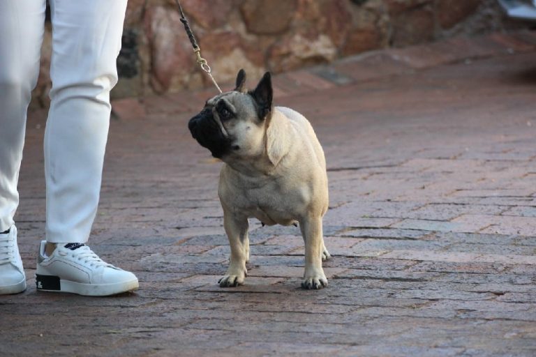 Fredka French Bulldog adult (22)