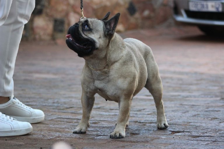 Fredka French Bulldog adult (23)