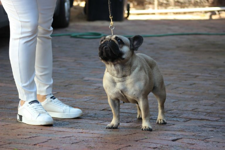Fredka French Bulldog adult (24)