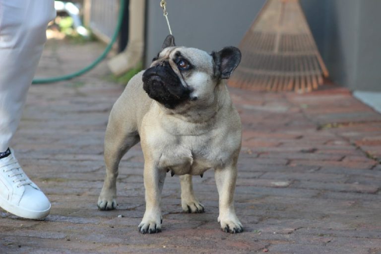 Fredka French Bulldog adult (25)