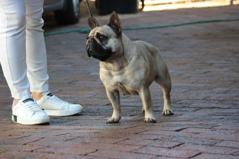 Fredka French Bulldog adult (26)