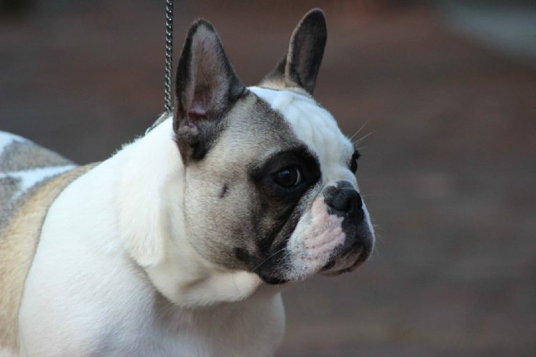 Fredka French Bulldog adult (27)