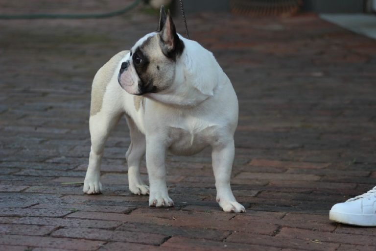 Fredka French Bulldog adult (28)