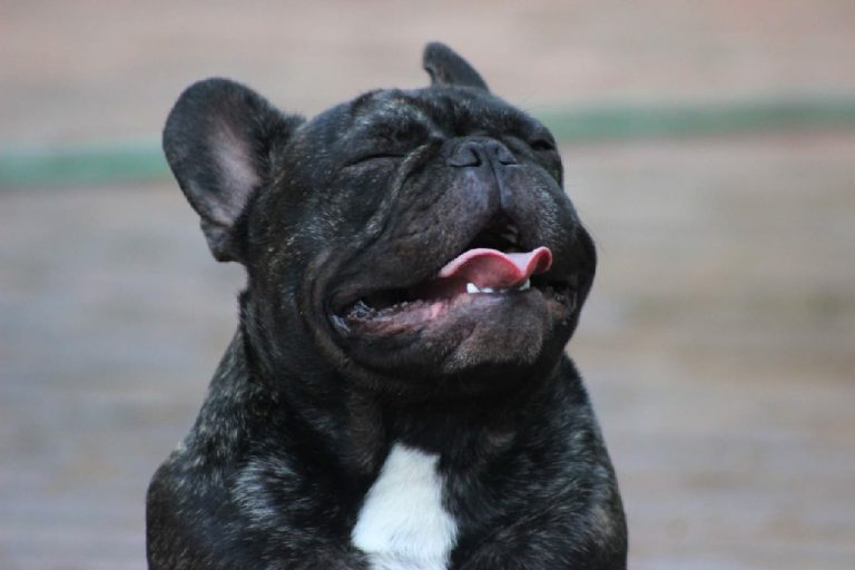 Fredka French Bulldog adult (29)