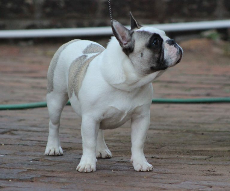 Fredka French Bulldog adult (30)