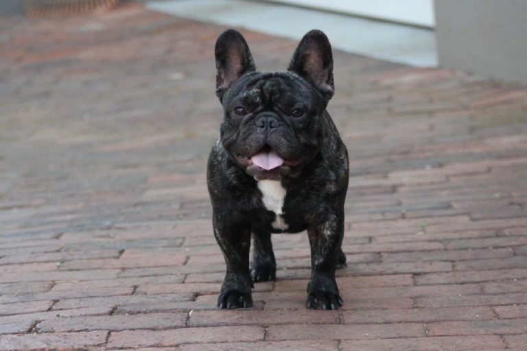 Fredka French Bulldog adult (31)