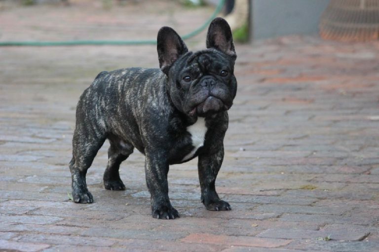 Fredka French Bulldog adult (32)