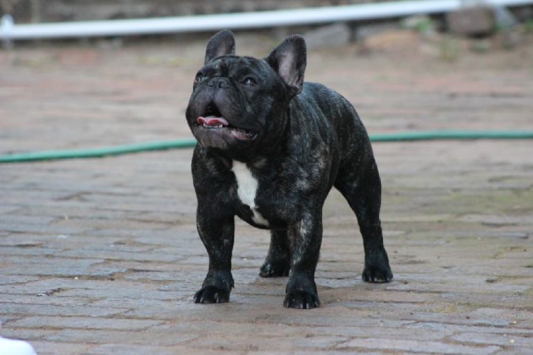 Fredka French Bulldog adult (33)