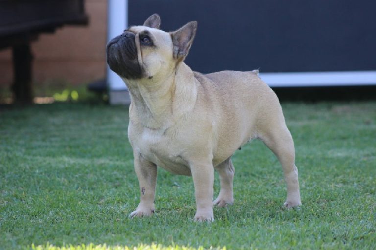 Fredka French Bulldog adult (34)