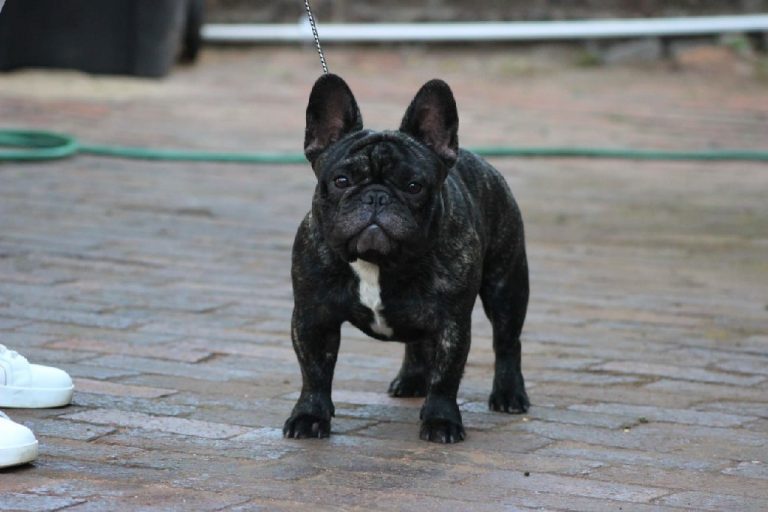 Fredka French Bulldog adult (35)