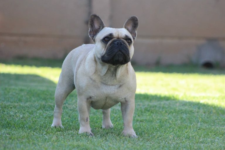 Fredka French Bulldog adult (36)