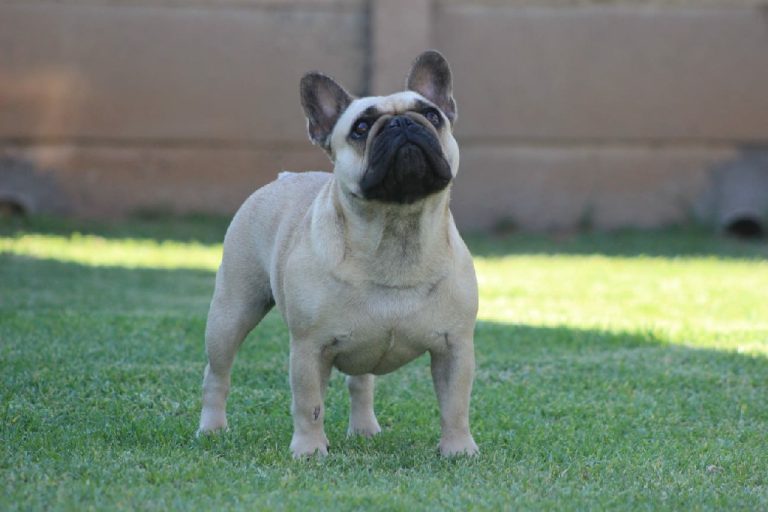 Fredka French Bulldog adult (37)