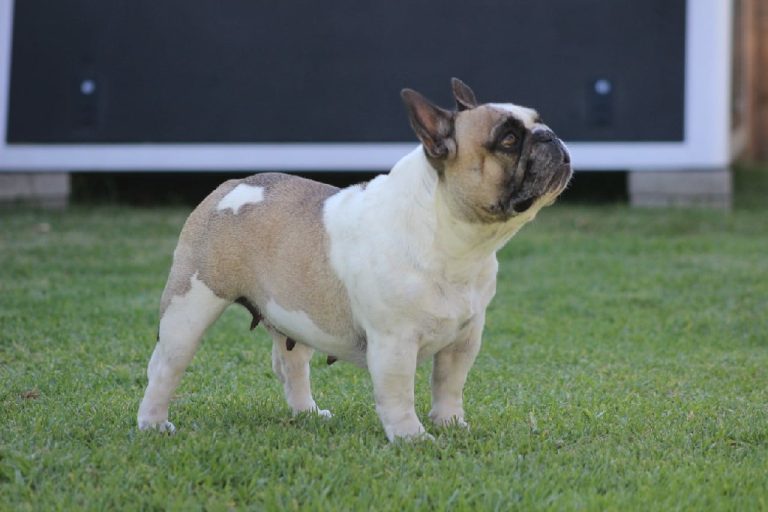 Fredka French Bulldog adult (39)
