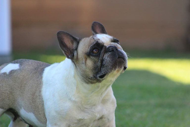 Fredka French Bulldog adult (40)