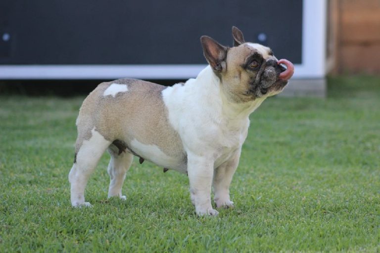 Fredka French Bulldog adult (41)