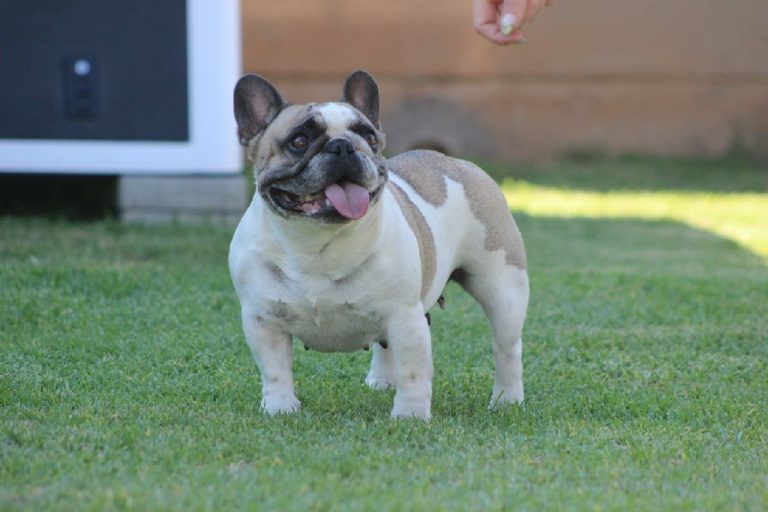 Fredka French Bulldog adult (42)