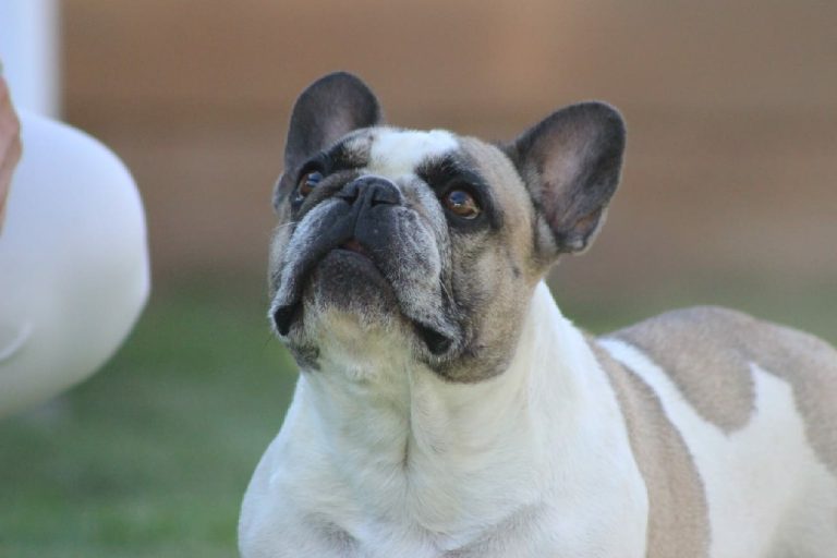 Fredka French Bulldog adult (43)