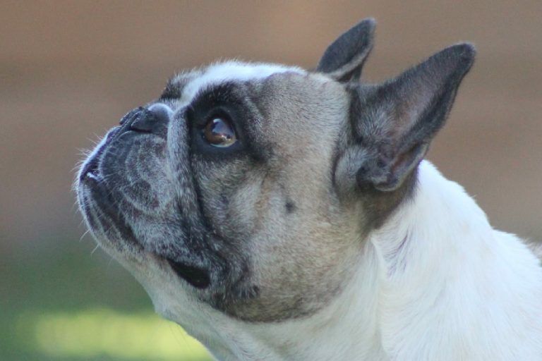 Fredka French Bulldog adult (44)
