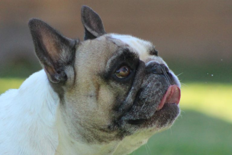 Fredka French Bulldog adult (45)