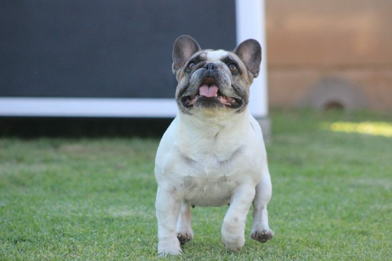 Fredka French Bulldog adult (46)