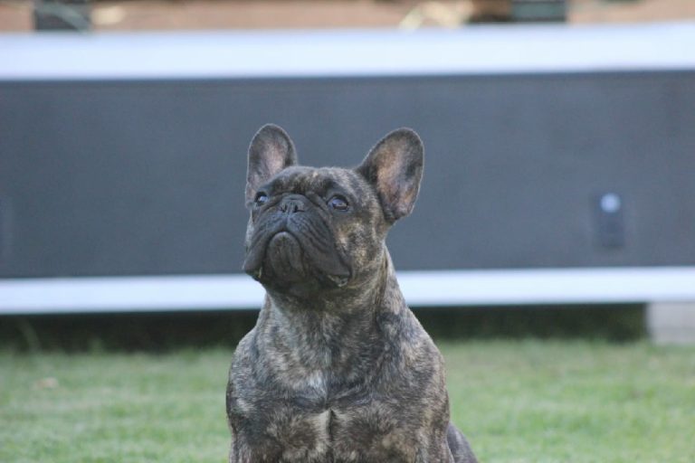Fredka French Bulldog adult (47)