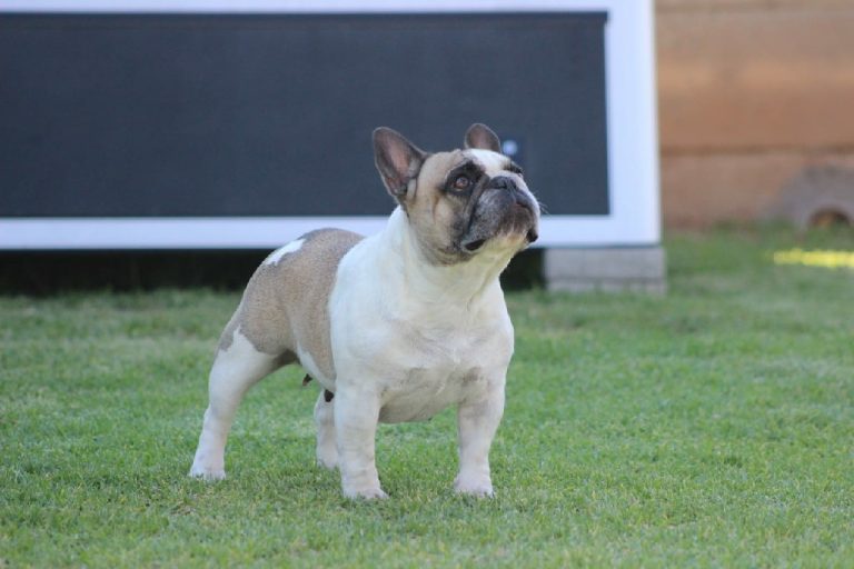 Fredka French Bulldog adult (48)