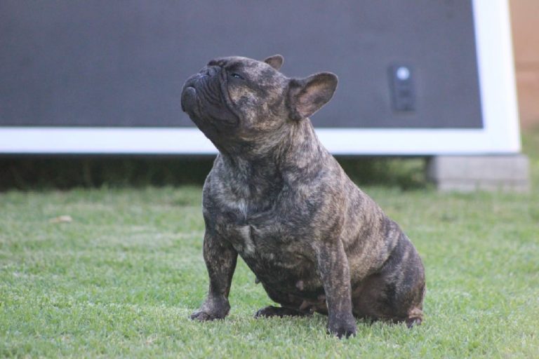 Fredka French Bulldog adult (49)